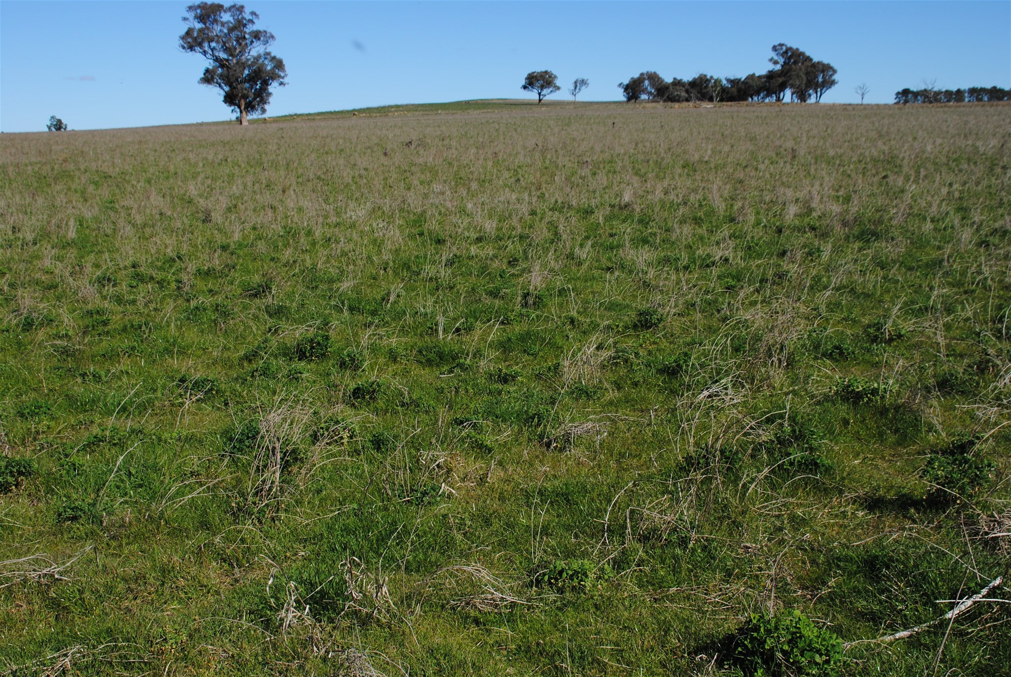 443 Wirrimah Road,Bendick Murrell, Wirrimah For Sale by Farmbuy.com - image 22