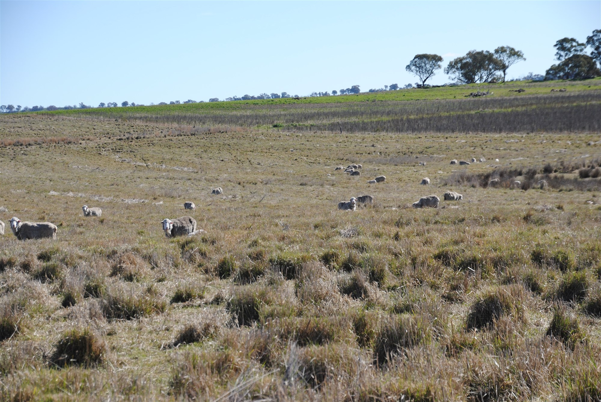 443 Wirrimah Road,Bendick Murrell, Wirrimah For Sale by Farmbuy.com - image 23