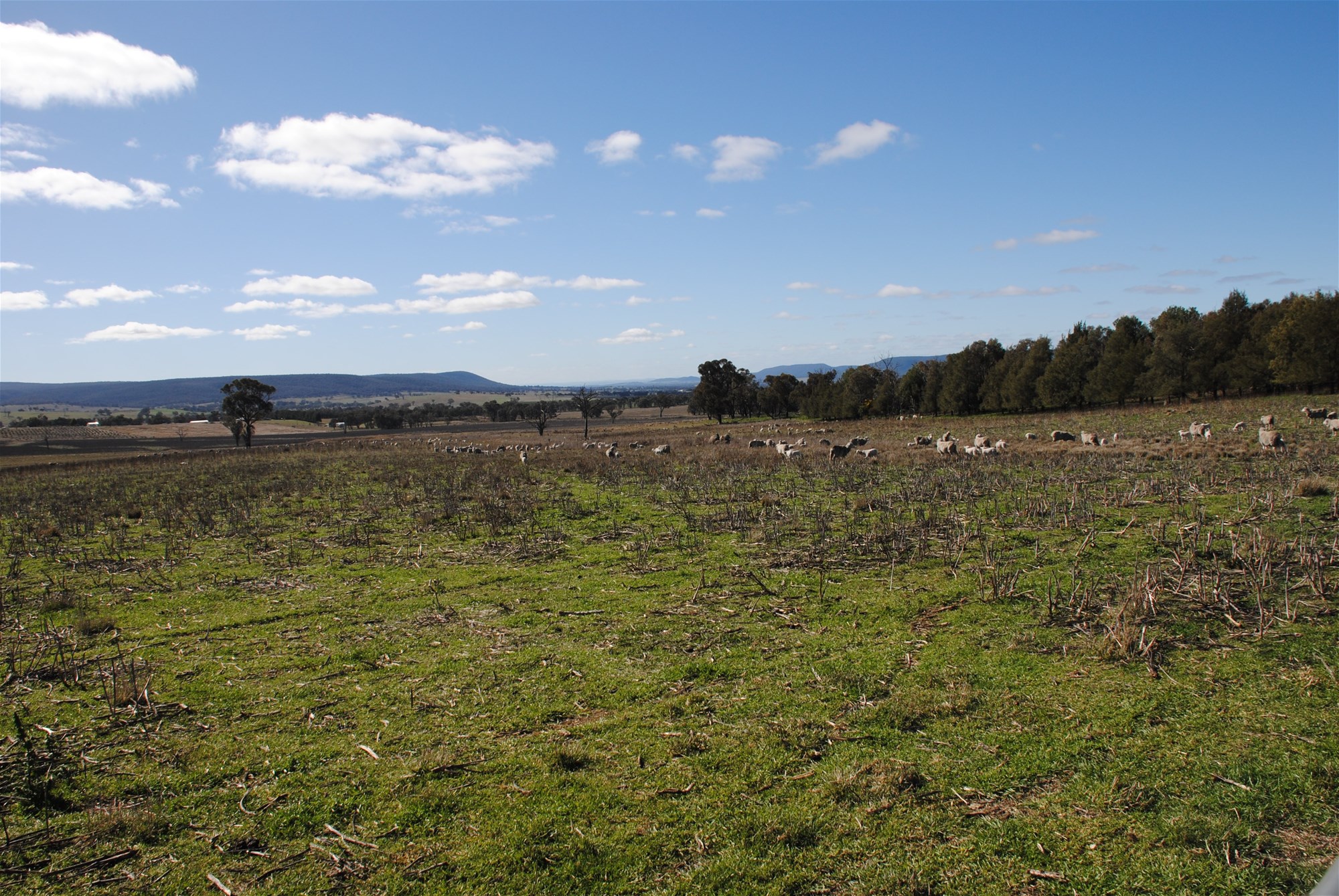 443 Wirrimah Road,Bendick Murrell, Wirrimah For Sale by Farmbuy.com - image 24