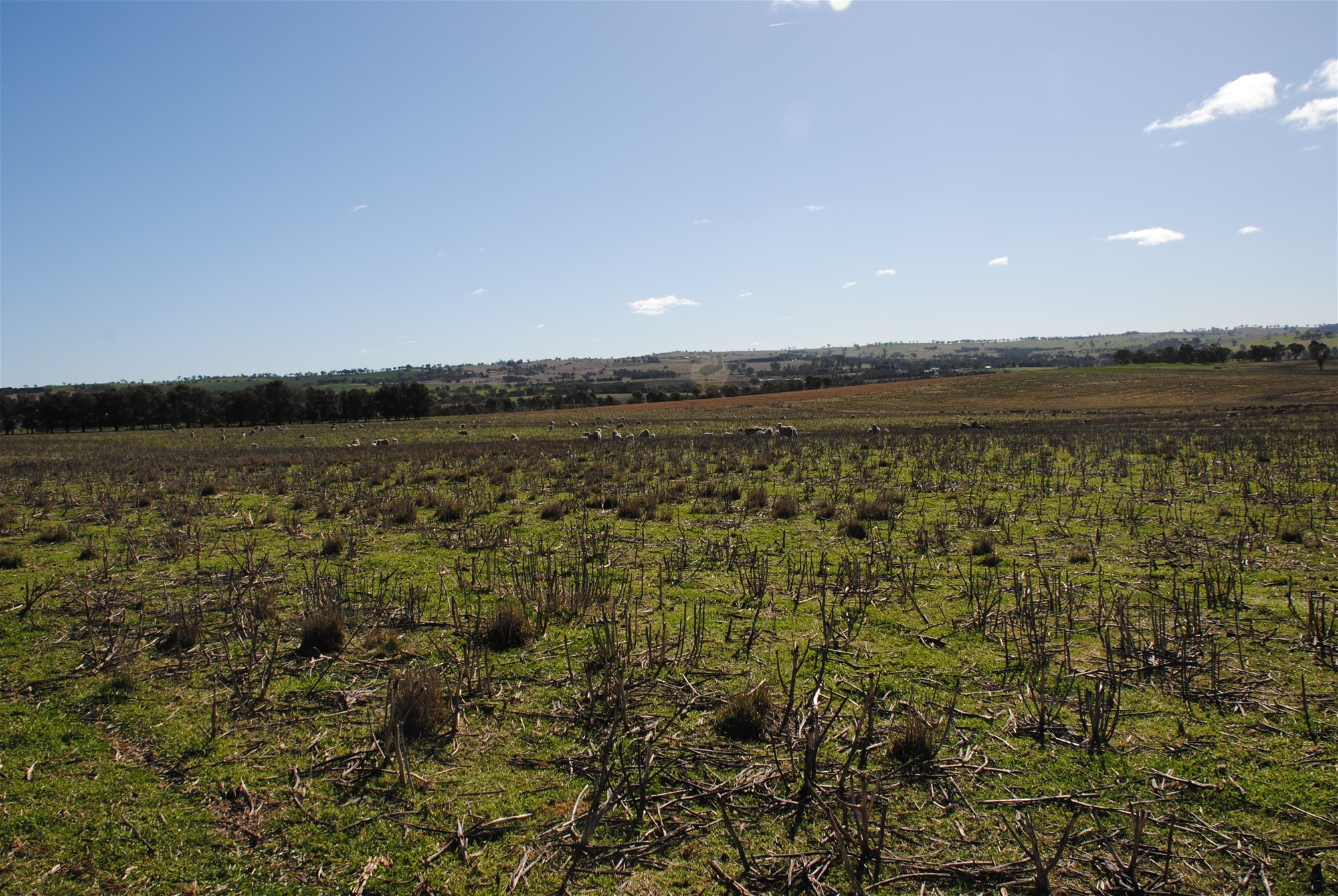 443 Wirrimah Road,Bendick Murrell, Wirrimah For Sale by Farmbuy.com - image 26