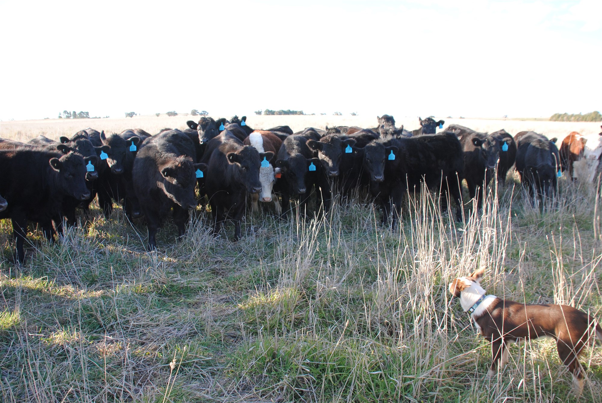 443 Wirrimah Road,Bendick Murrell, Wirrimah For Sale by Farmbuy.com - image 27