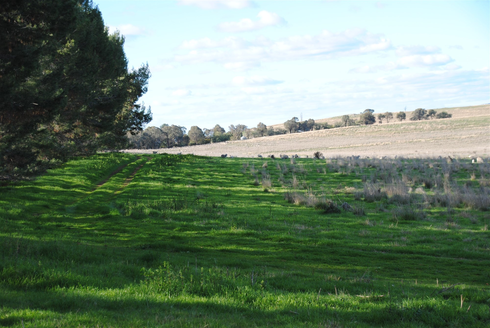 443 Wirrimah Road,Bendick Murrell, Wirrimah For Sale by Farmbuy.com - image 28