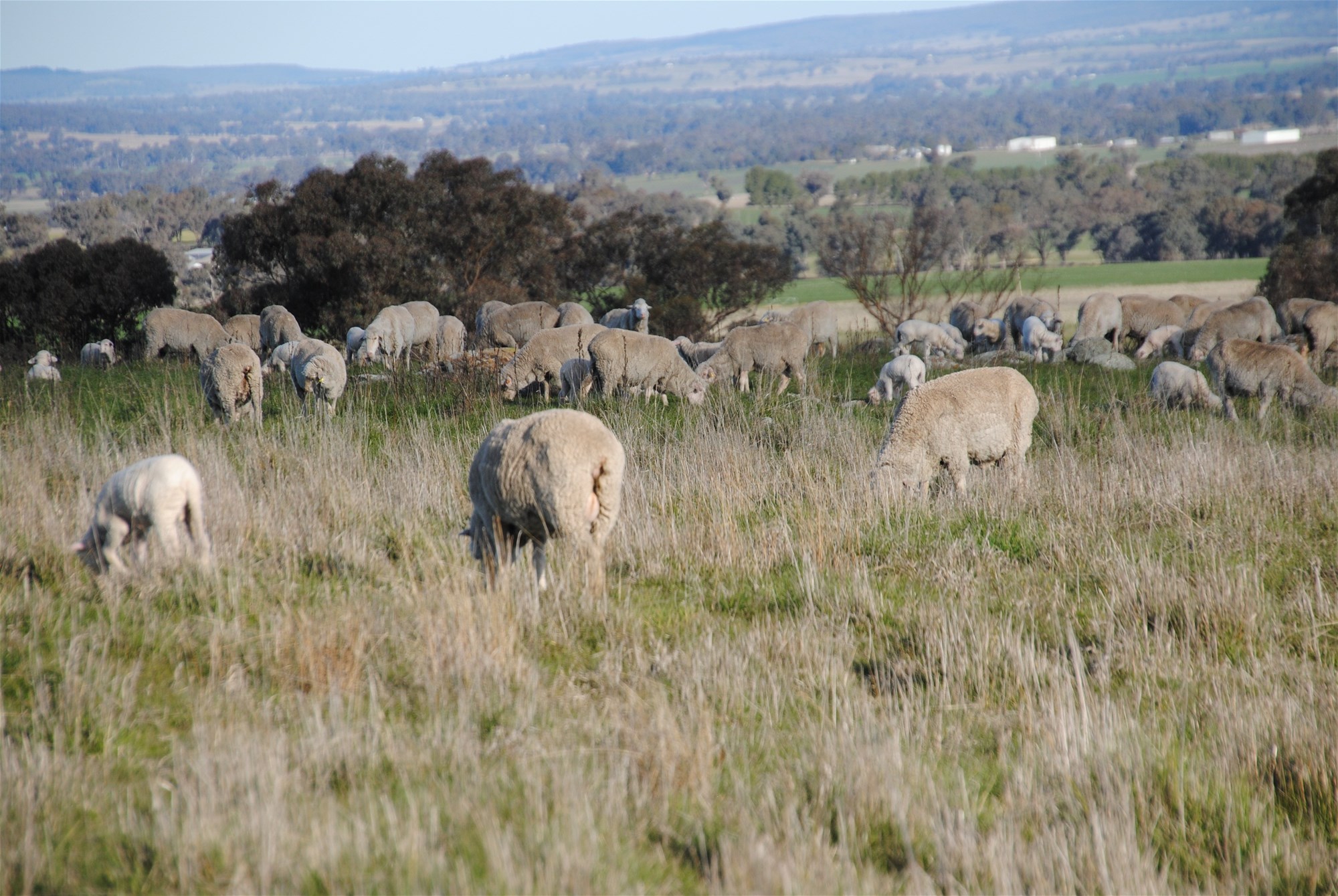 443 Wirrimah Road,Bendick Murrell, Wirrimah For Sale by Farmbuy.com - image 29