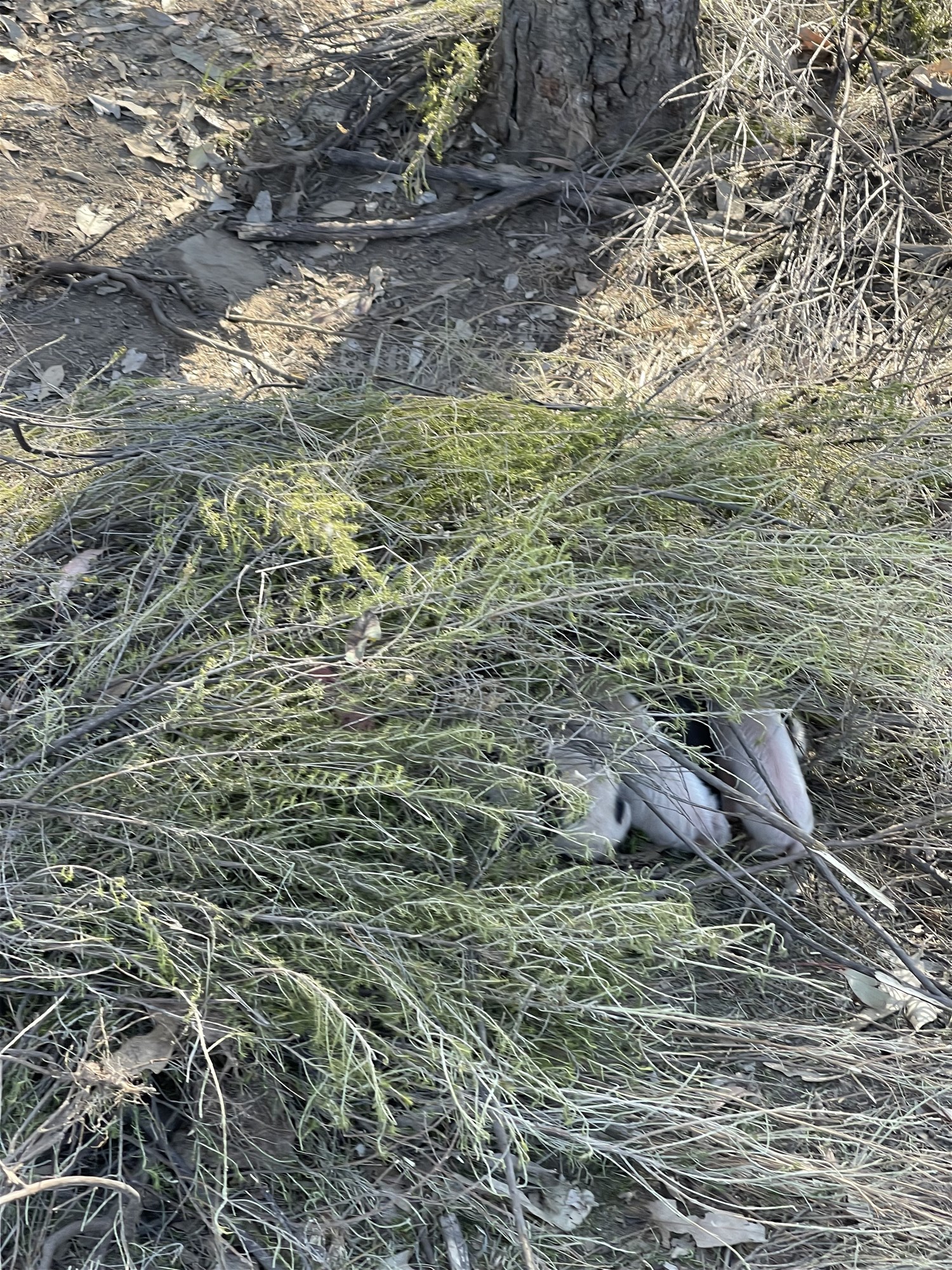 594 Pyramul Road, Windeyer For Sale by Farmbuy.com - image 29