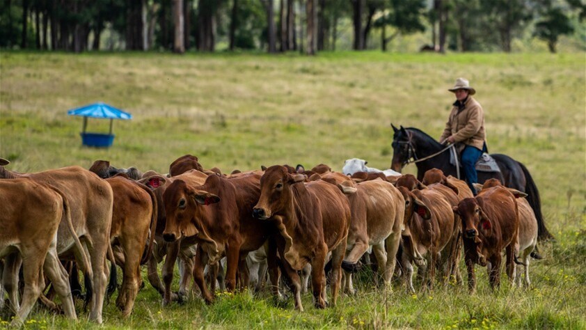 224 Wallaroo Range Road, Willsons Downfall For Sale by Farmbuy.com - image 25