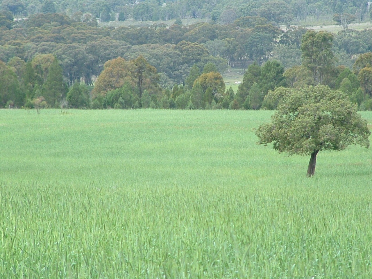 325 Toorawandi Road, Ulamambri For Sale by Farmbuy.com - image 6