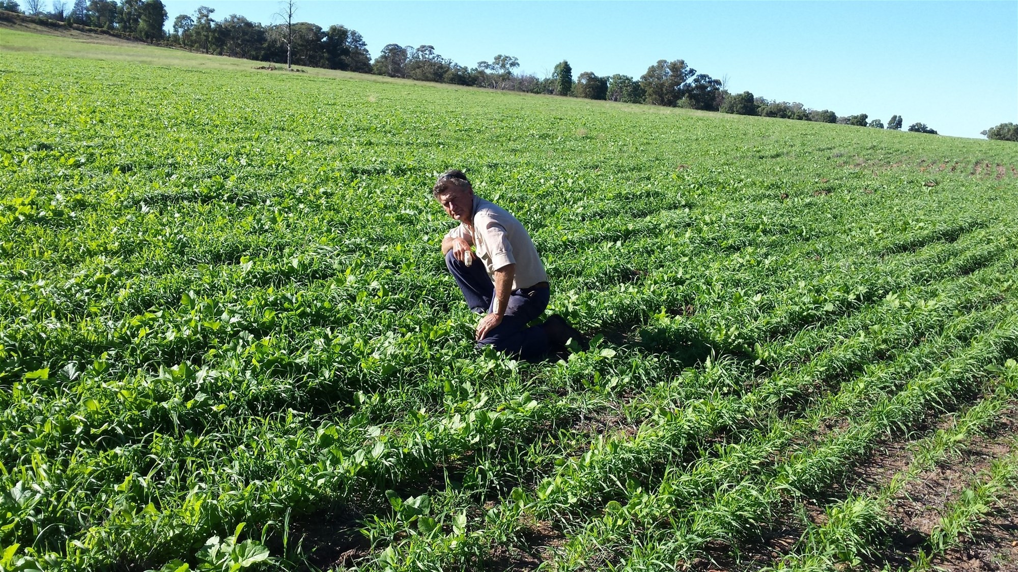 325 Toorawandi Road, Ulamambri For Sale by Farmbuy.com - image 8