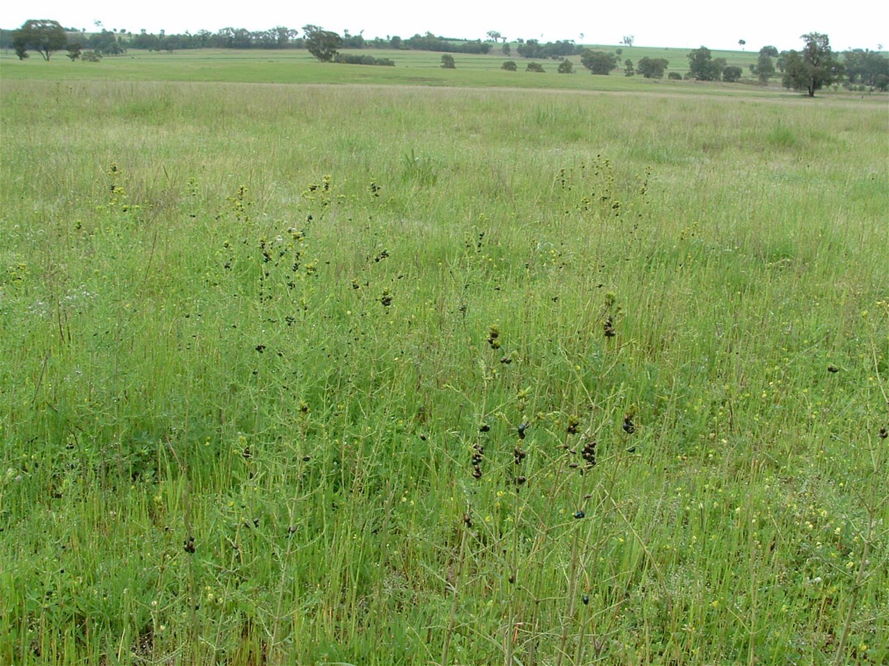 325 Toorawandi Road, Ulamambri For Sale by Farmbuy.com - image 9