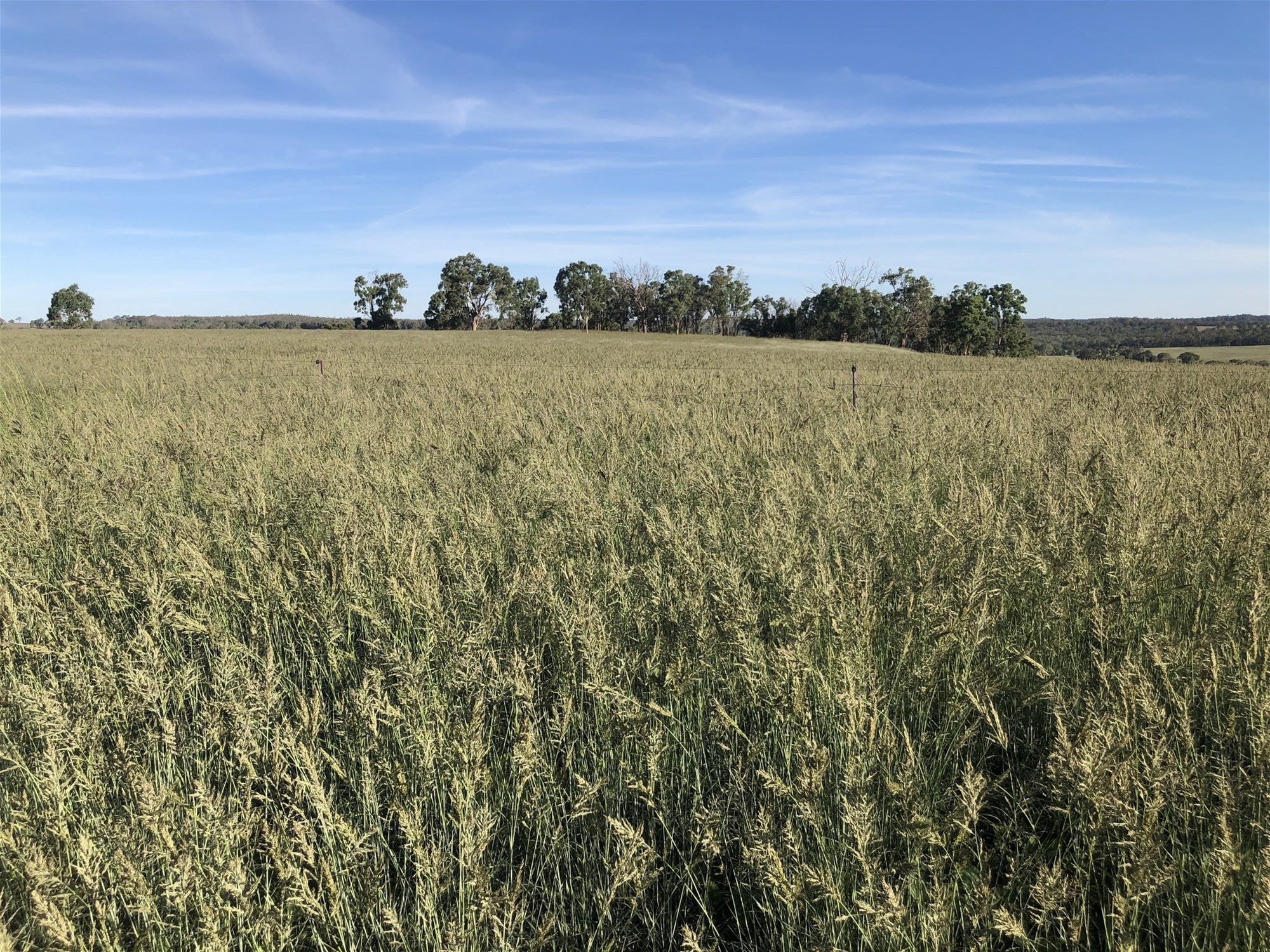 325 Toorawandi Road, Ulamambri For Sale by Farmbuy.com - image 24