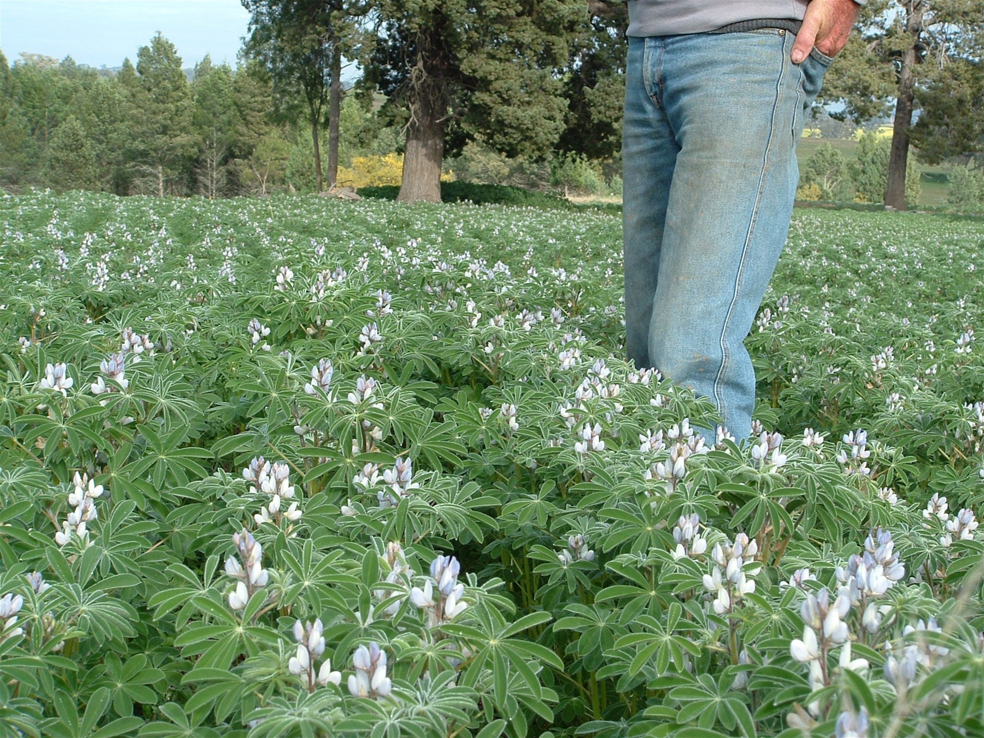 325 Toorawandi Road, Ulamambri For Sale by Farmbuy.com - image 26