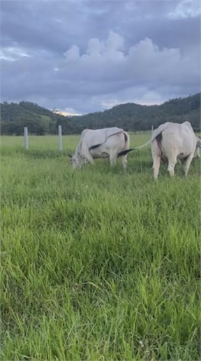 104 Mount Ossa Seaforth Road, Mount Ossa For Sale by Farmbuy.com - image 4