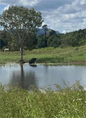 104 Mount Ossa Seaforth Road, Mount Ossa For Sale by Farmbuy.com - image 6