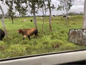 104 Mount Ossa Seaforth Road, Mount Ossa For Sale by Farmbuy.com - image 12