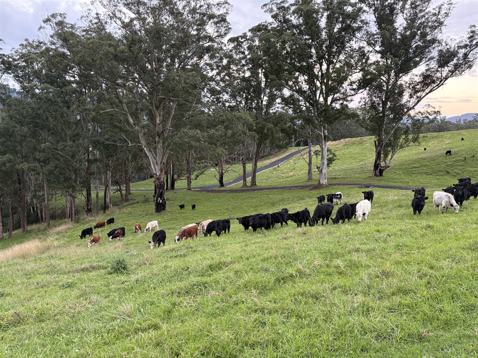 2393 Moss Vale Road, Kangaroo Valley For Sale by Farmbuy.com - image 14