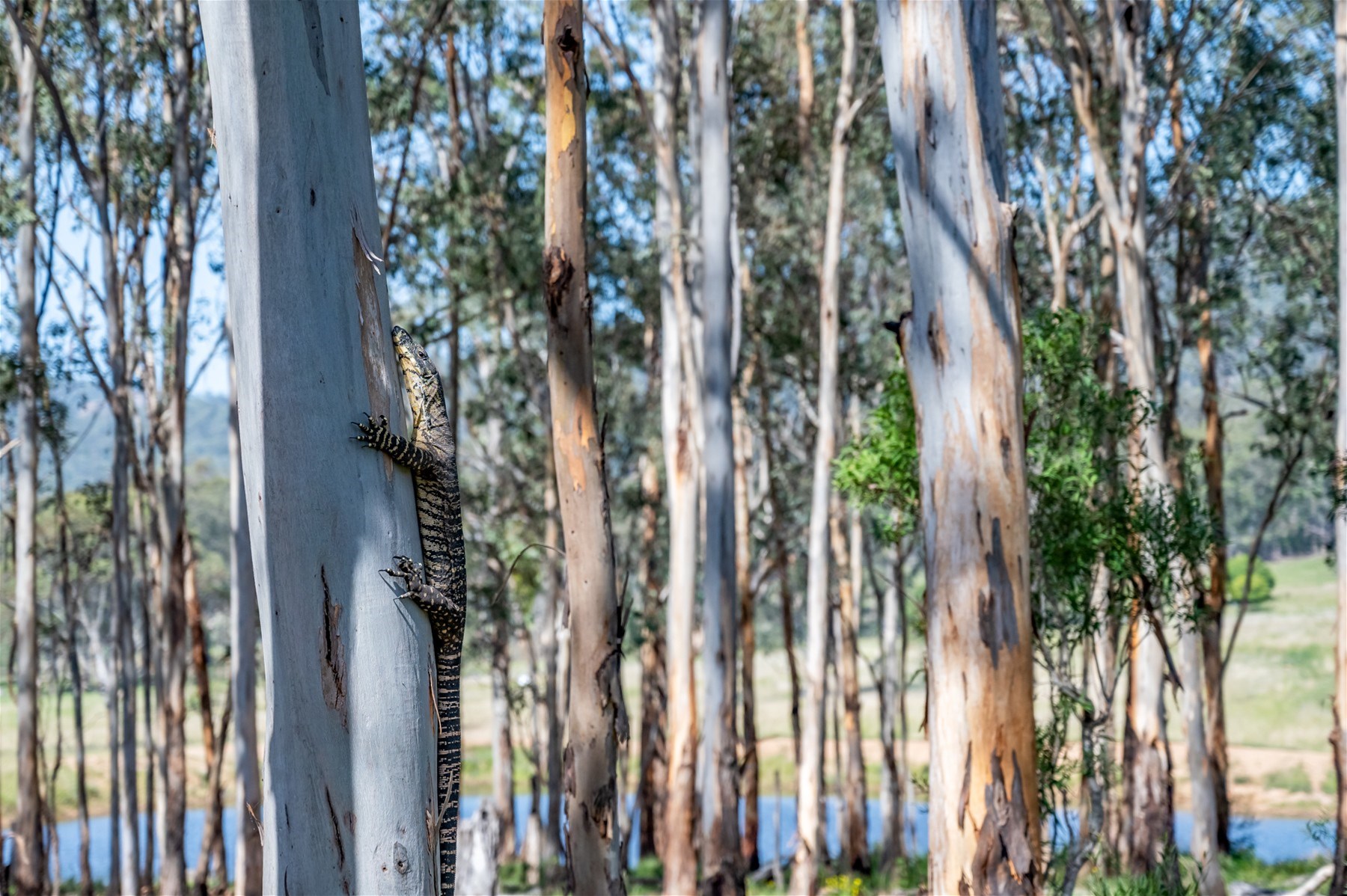 Yarrawa For Sale by Farmbuy.com - image 8