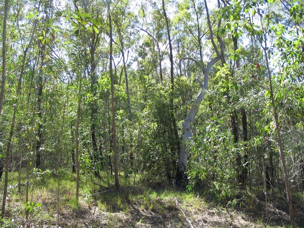 188 Doughboy Road, Gin Gin For Sale by Farmbuy.com - image 6