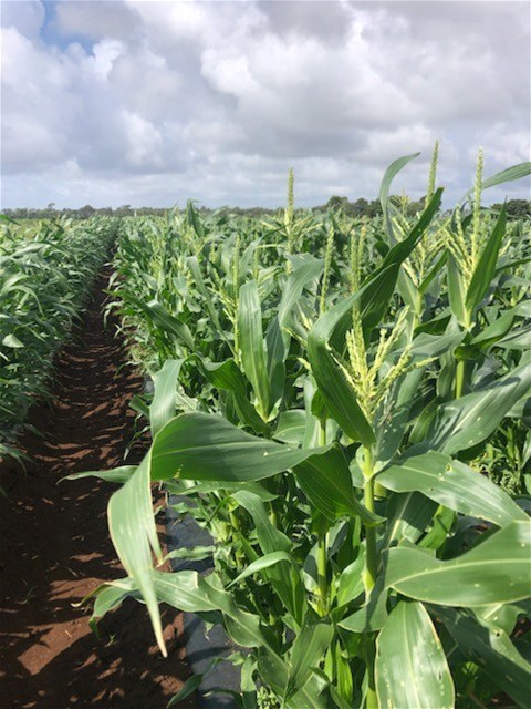 190 Riverview Road, Calavos For Sale by Farmbuy.com - image 6