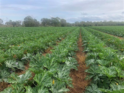 190 Riverview Road, Calavos For Sale by Farmbuy.com - image 7