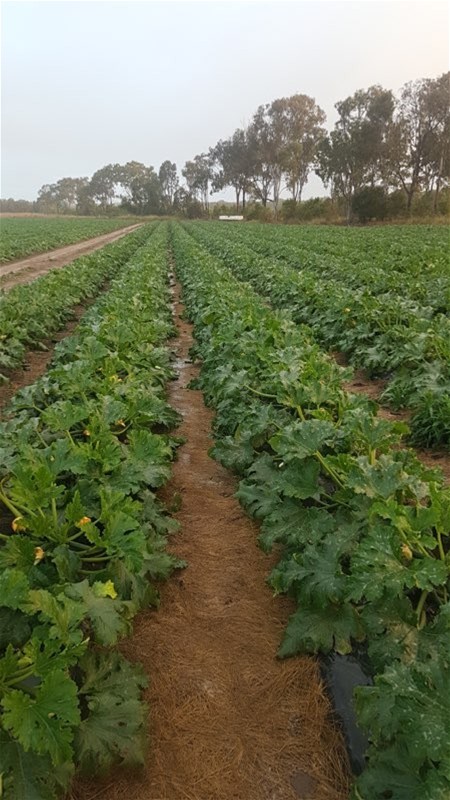 190 Riverview Road, Calavos For Sale by Farmbuy.com - image 10