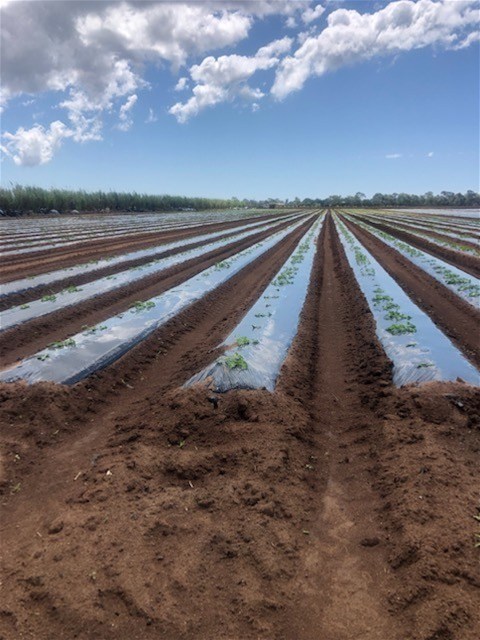 190 Riverview Road, Calavos For Sale by Farmbuy.com - image 12