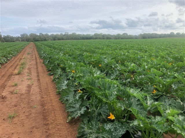 190 Riverview Road, Calavos For Sale by Farmbuy.com - image 13