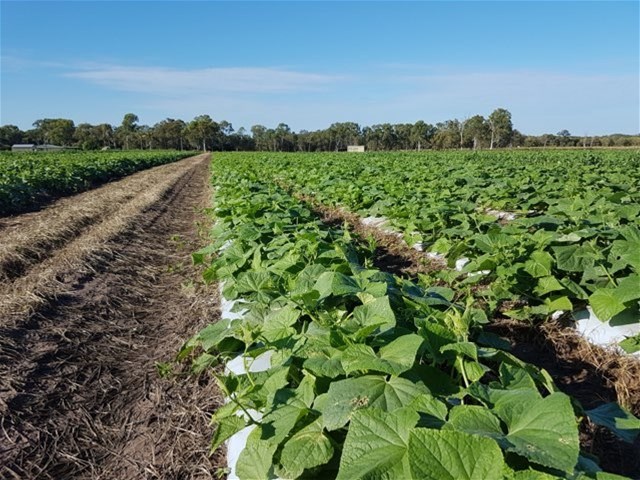 190 Riverview Road, Calavos For Sale by Farmbuy.com - image 14