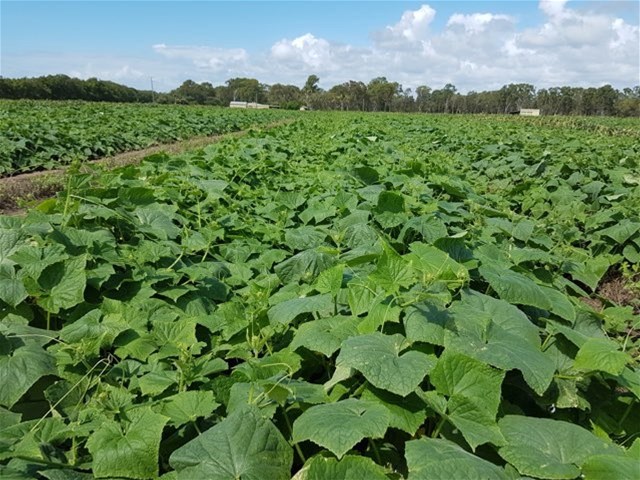 190 Riverview Road, Calavos For Sale by Farmbuy.com - image 15