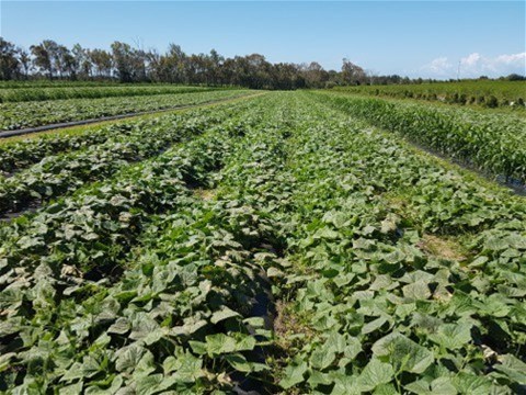 190 Riverview Road, Calavos For Sale by Farmbuy.com - image 16