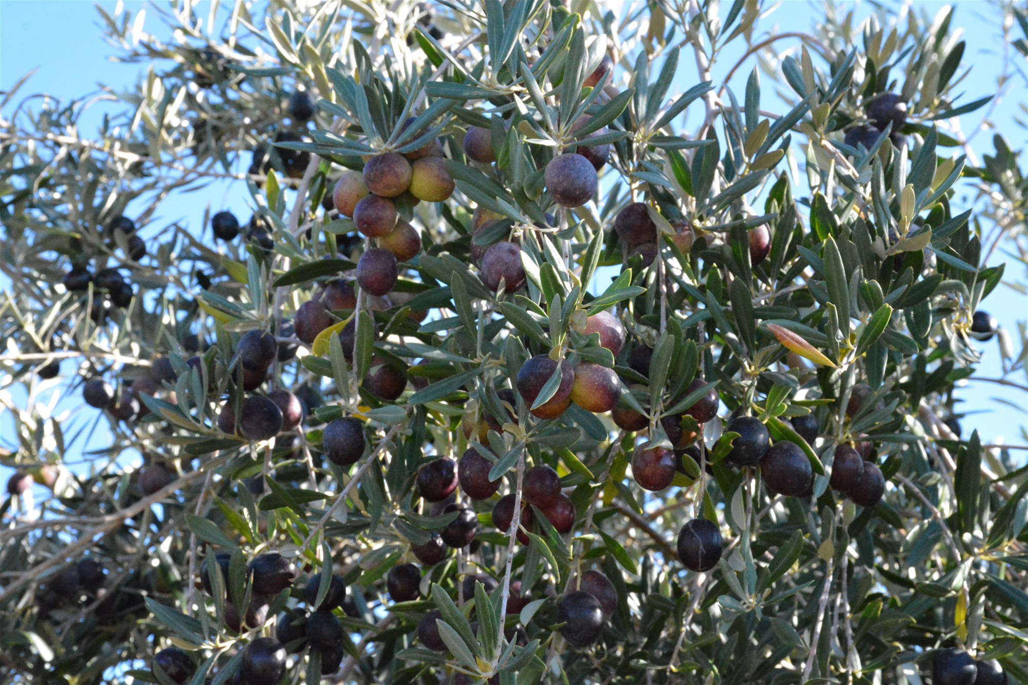 71 Kyola Road, Coleambally For Sale by Farmbuy.com - image 5