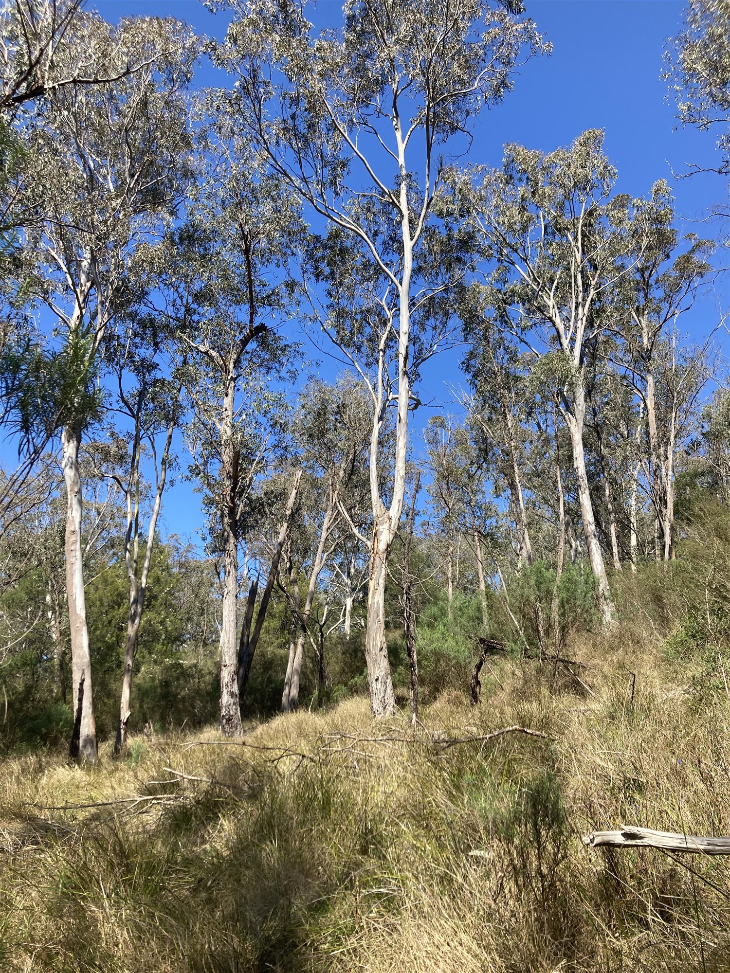 138 Elliot Road, Valencia Creek For Sale by Farmbuy.com - image 19