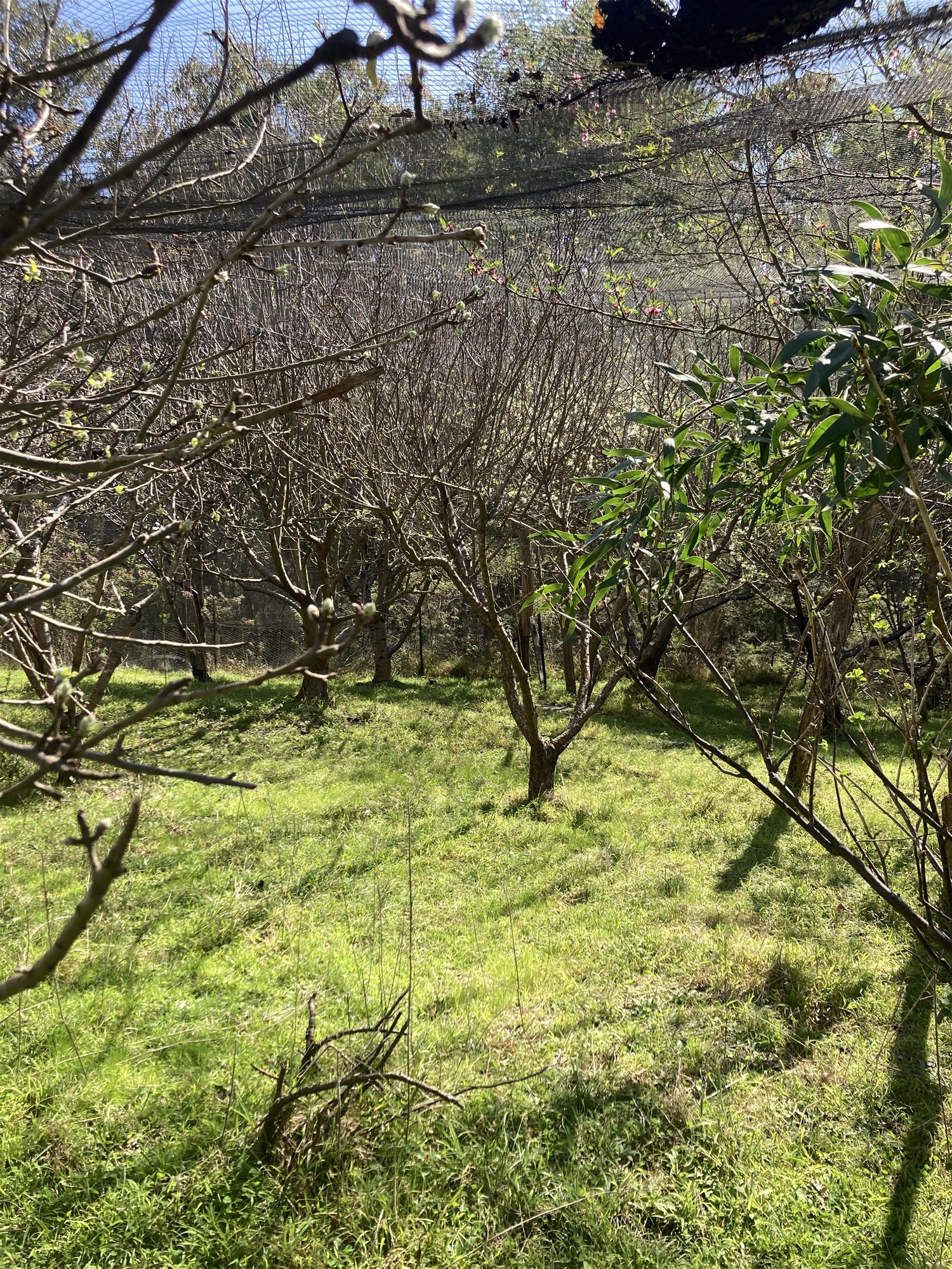 138 Elliot Road, Valencia Creek For Sale by Farmbuy.com - image 27