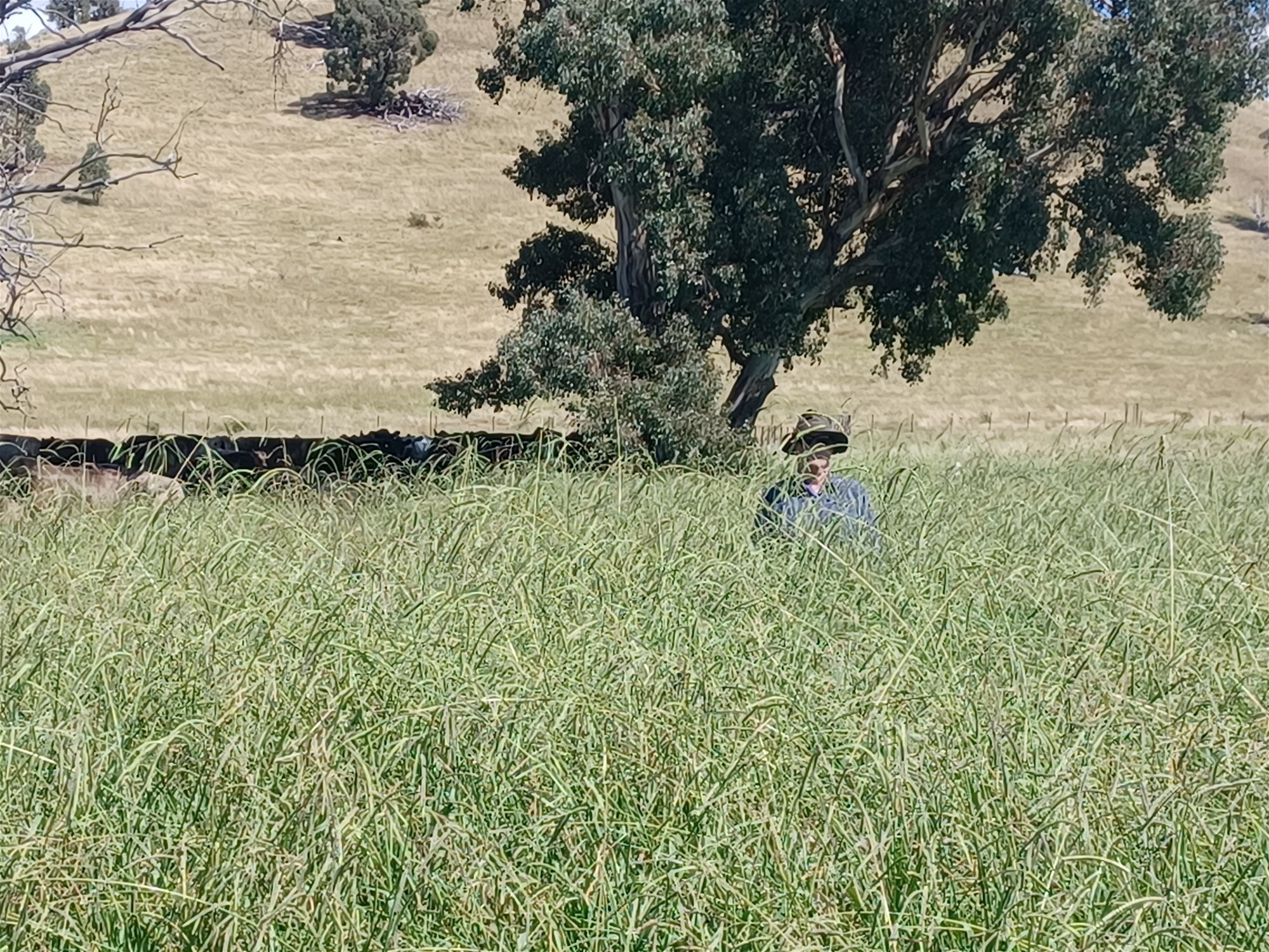 3924 Hume Highway, Tarcutta For Sale by Farmbuy.com - image 2