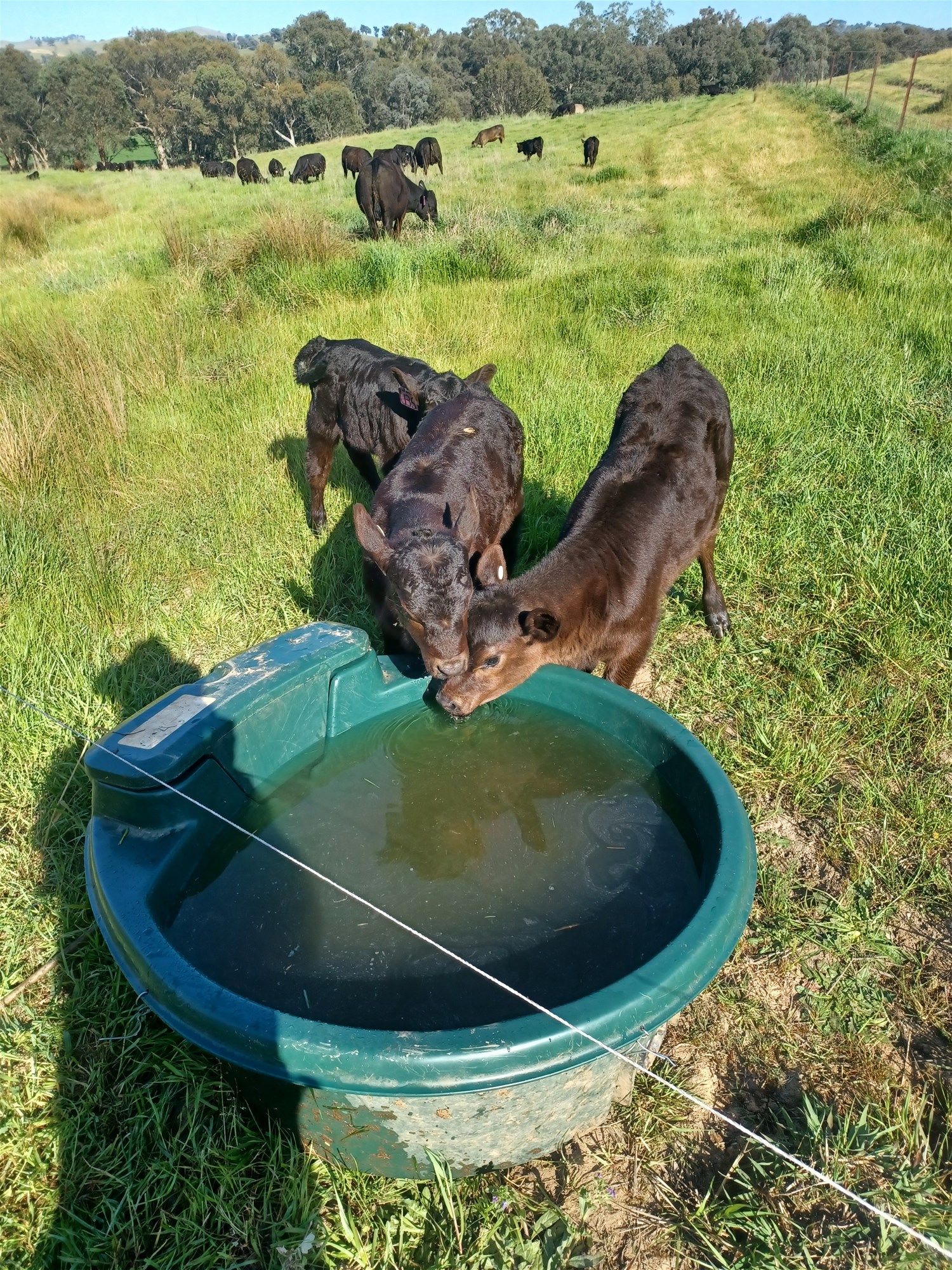 3924 Hume Highway, Tarcutta For Sale by Farmbuy.com - image 3