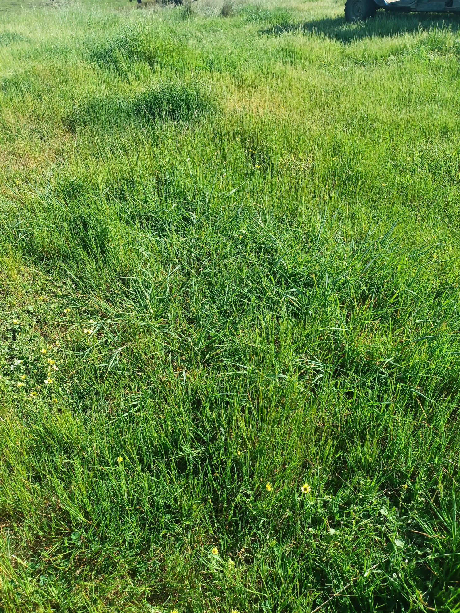 3924 Hume Highway, Tarcutta For Sale by Farmbuy.com - image 4