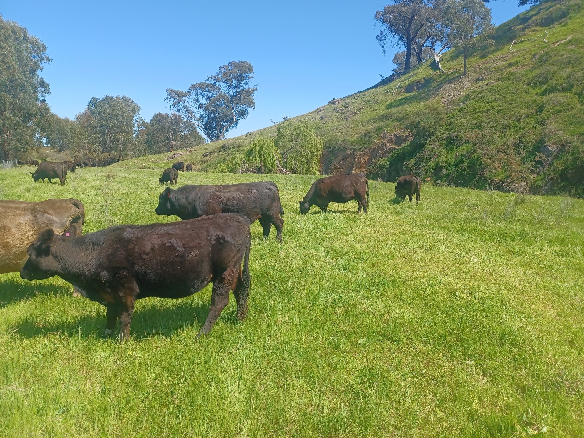 3924 Hume Highway, Tarcutta For Sale by Farmbuy.com - image 5