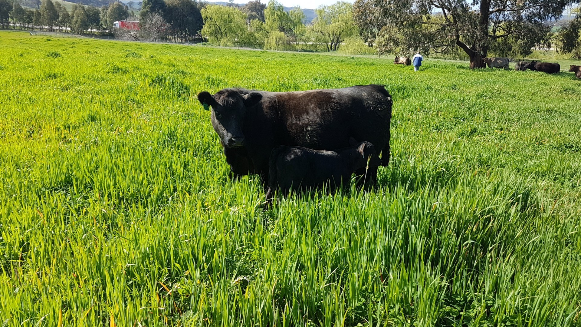 3924 Hume Highway, Tarcutta For Sale by Farmbuy.com - image 7