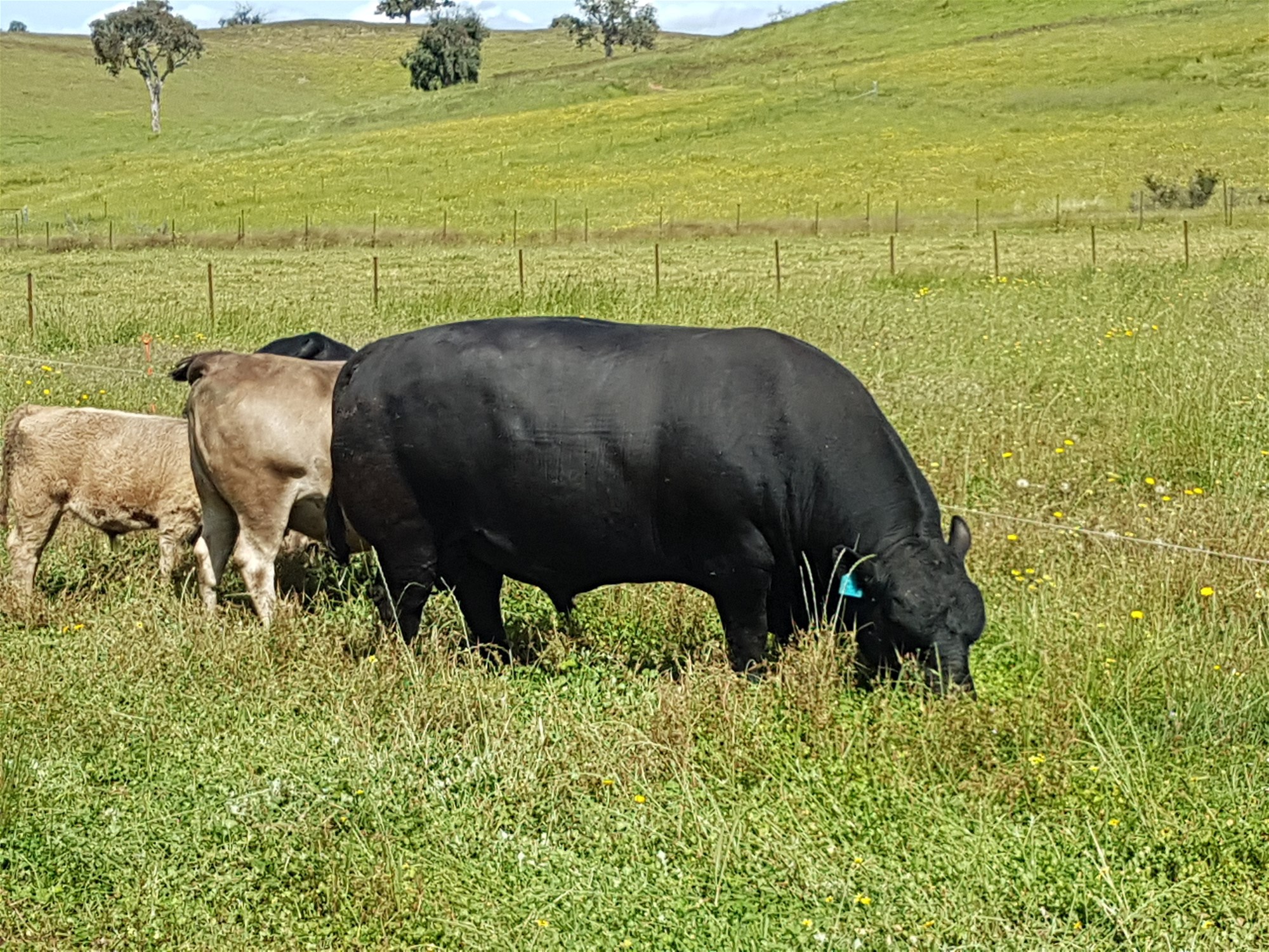 3924 Hume Highway, Tarcutta For Sale by Farmbuy.com - image 8