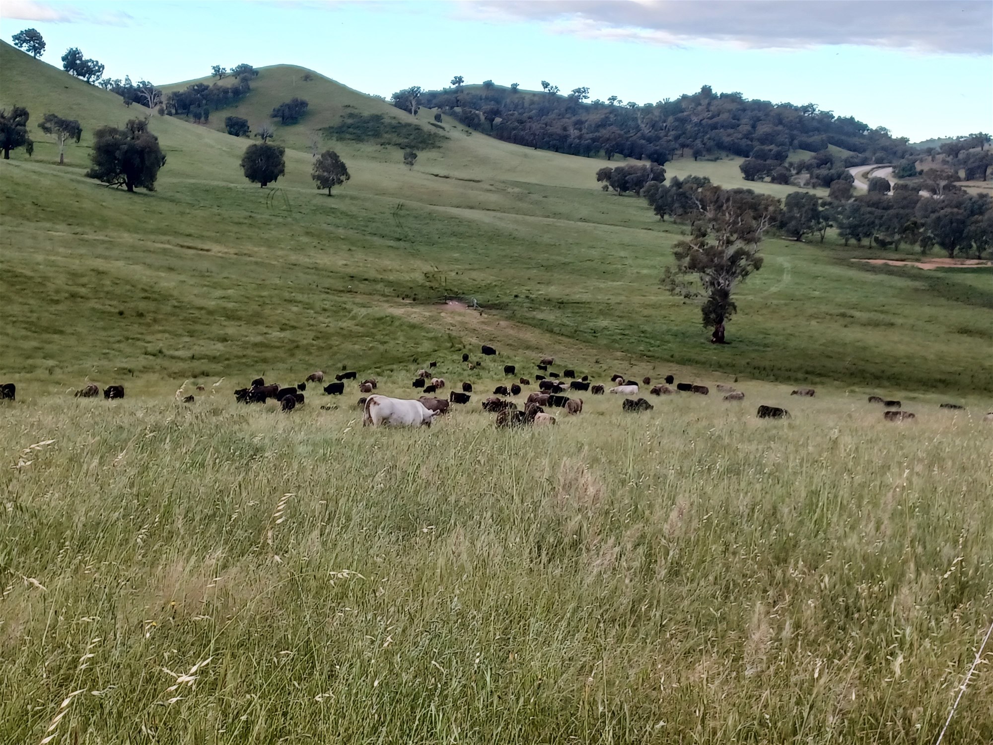 3924 Hume Highway, Tarcutta For Sale by Farmbuy.com - image 10