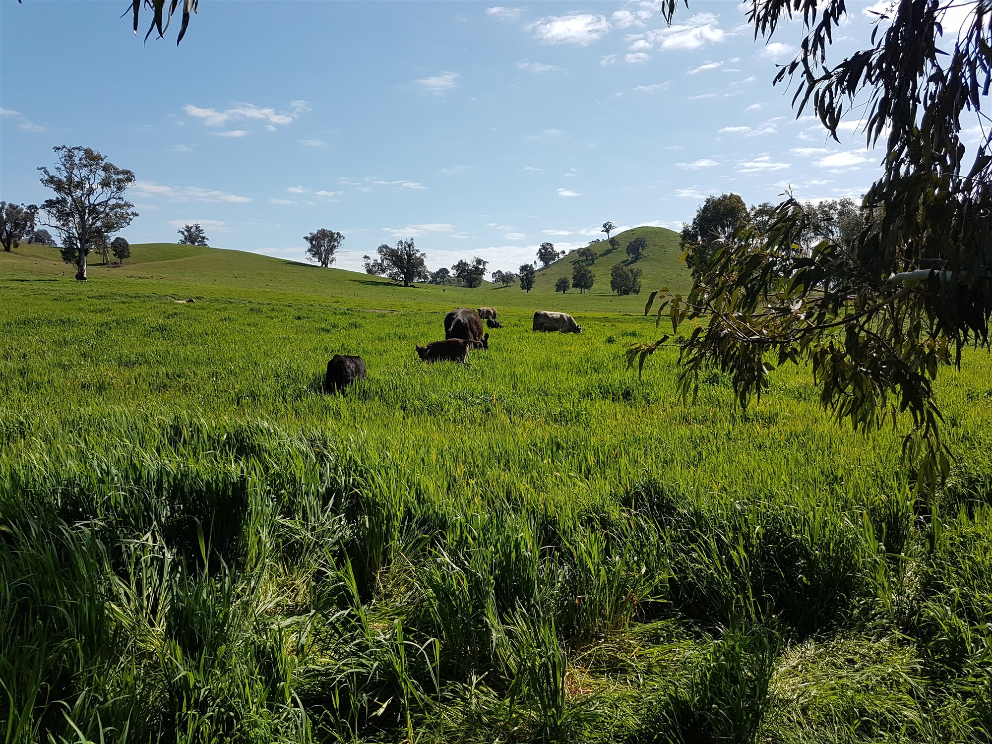 3924 Hume Highway, Tarcutta For Sale by Farmbuy.com - image 11