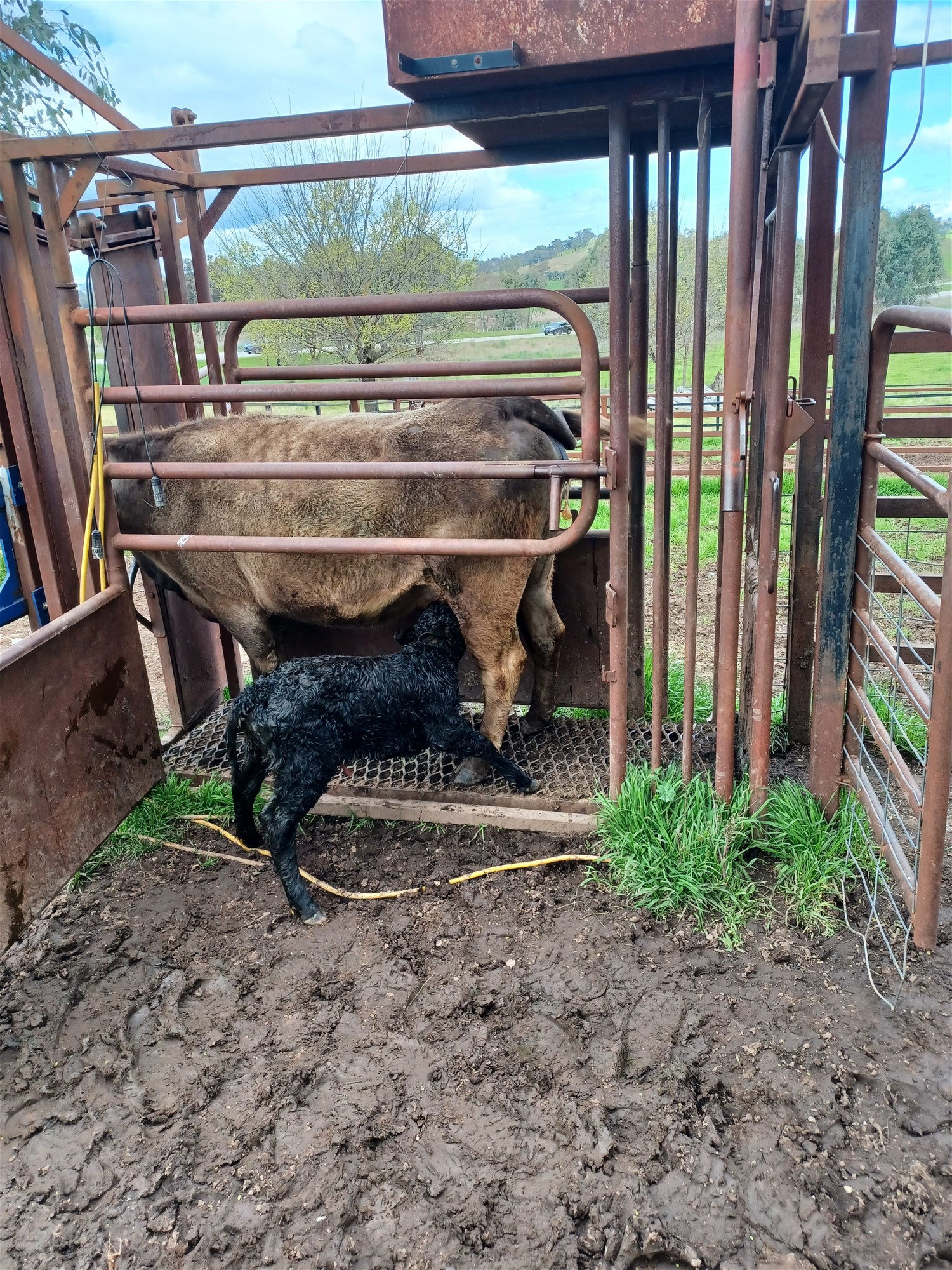 3924 Hume Highway, Tarcutta For Sale by Farmbuy.com - image 12