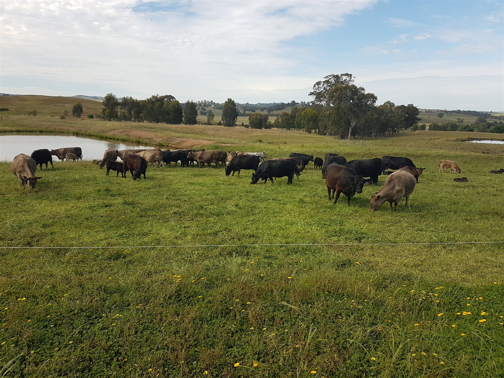 3924 Hume Highway, Tarcutta For Sale by Farmbuy.com - image 14