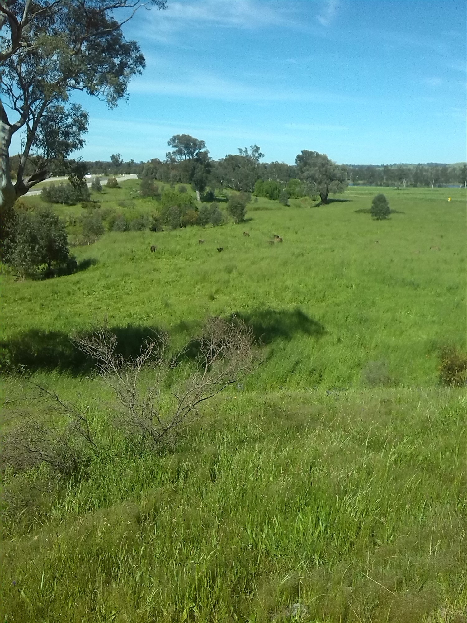3924 Hume Highway, Tarcutta For Sale by Farmbuy.com - image 22