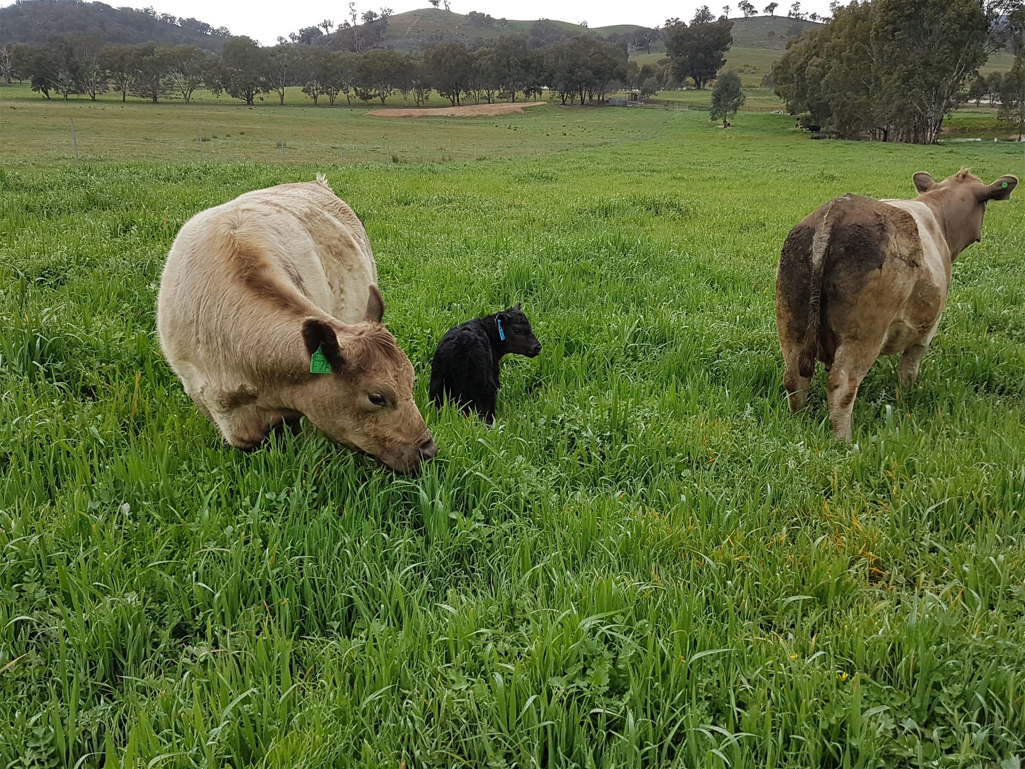 3924 Hume Highway, Tarcutta For Sale by Farmbuy.com - image 25