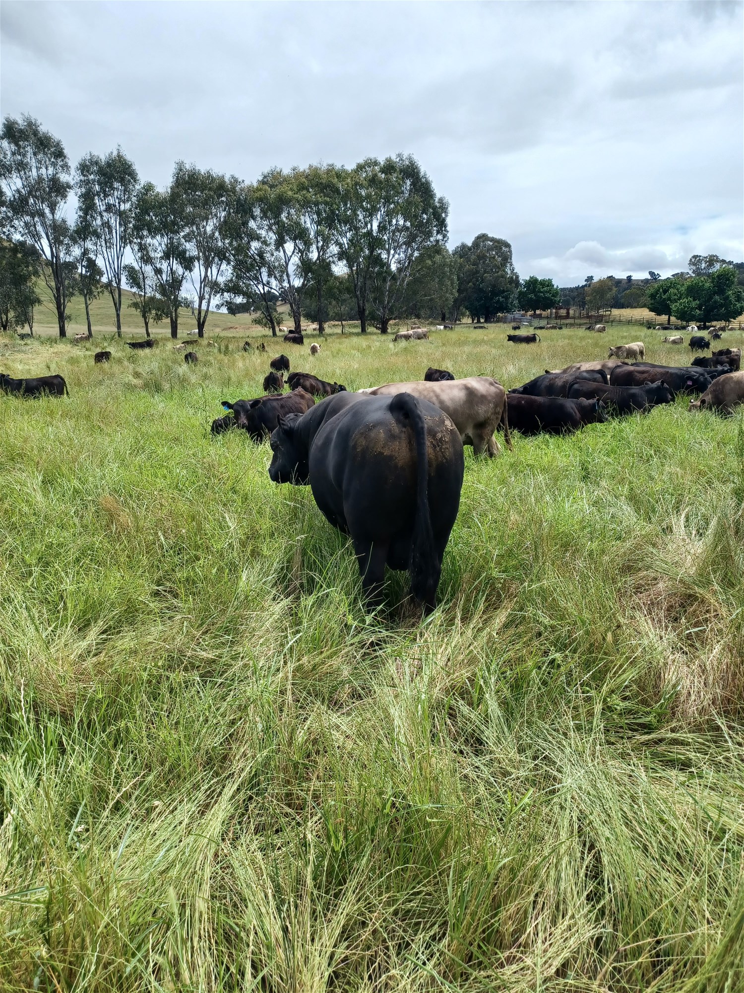 3924 Hume Highway, Tarcutta For Sale by Farmbuy.com - image 26