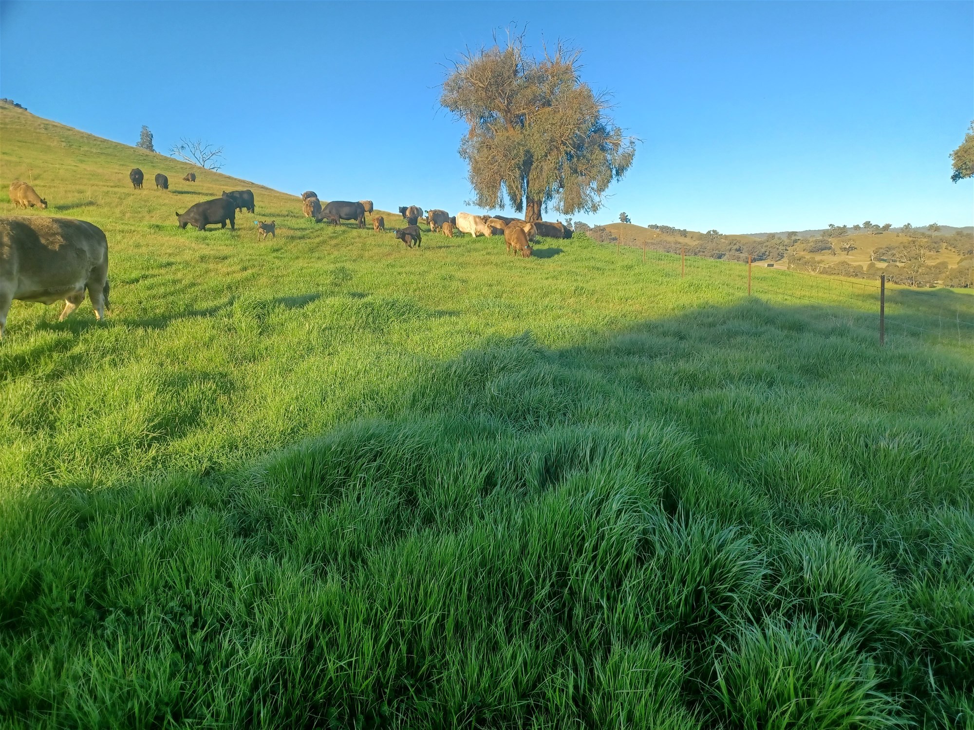 3924 Hume Highway, Tarcutta For Sale by Farmbuy.com - image 27