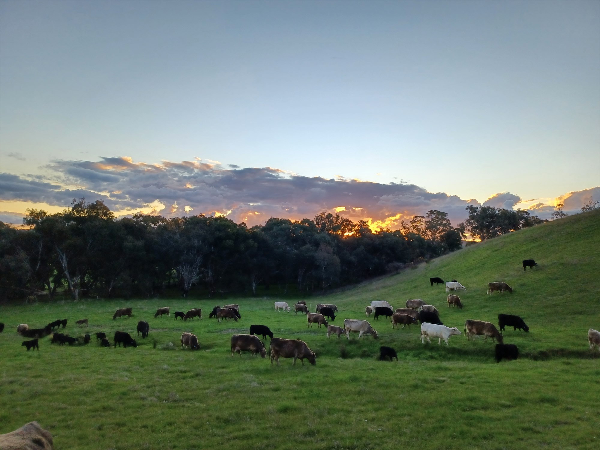 3924 Hume Highway, Tarcutta For Sale by Farmbuy.com - image 28