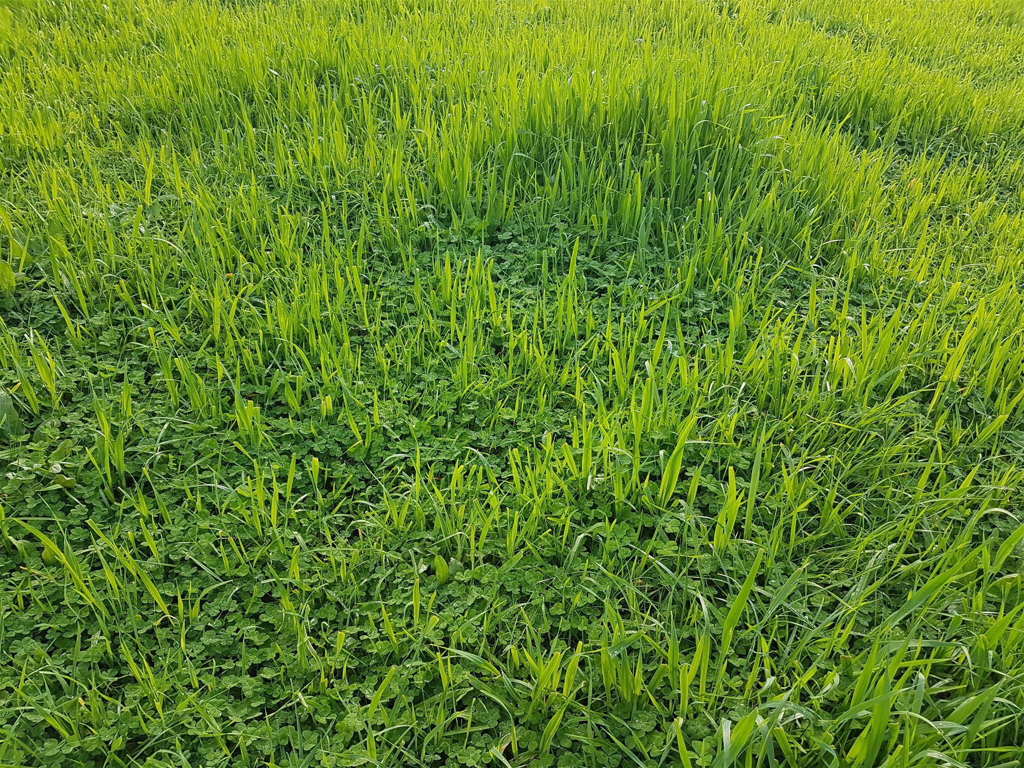 3924 Hume Highway, Tarcutta For Sale by Farmbuy.com - image 29