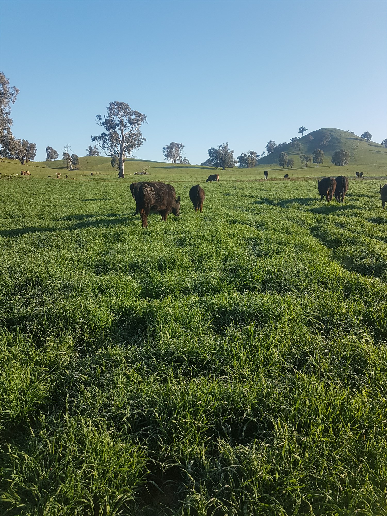 3924 Hume Highway, Tarcutta For Sale by Farmbuy.com - image 31