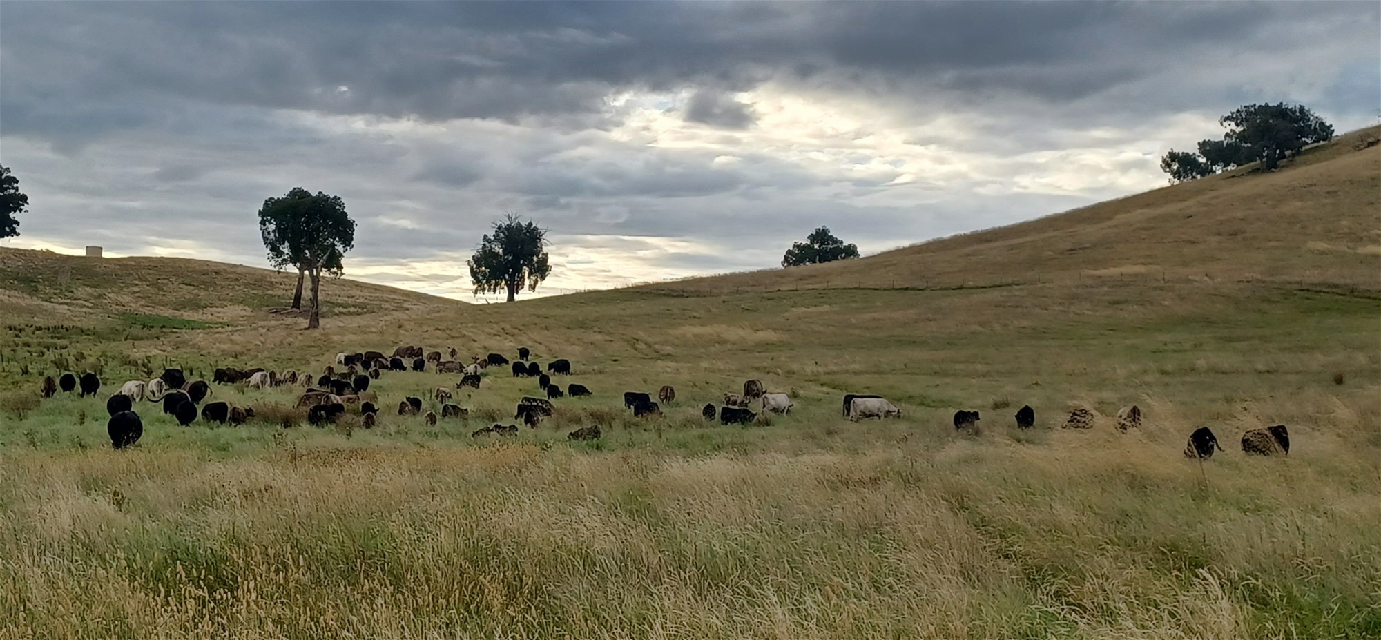 3924 Hume Highway, Tarcutta For Sale by Farmbuy.com - image 32