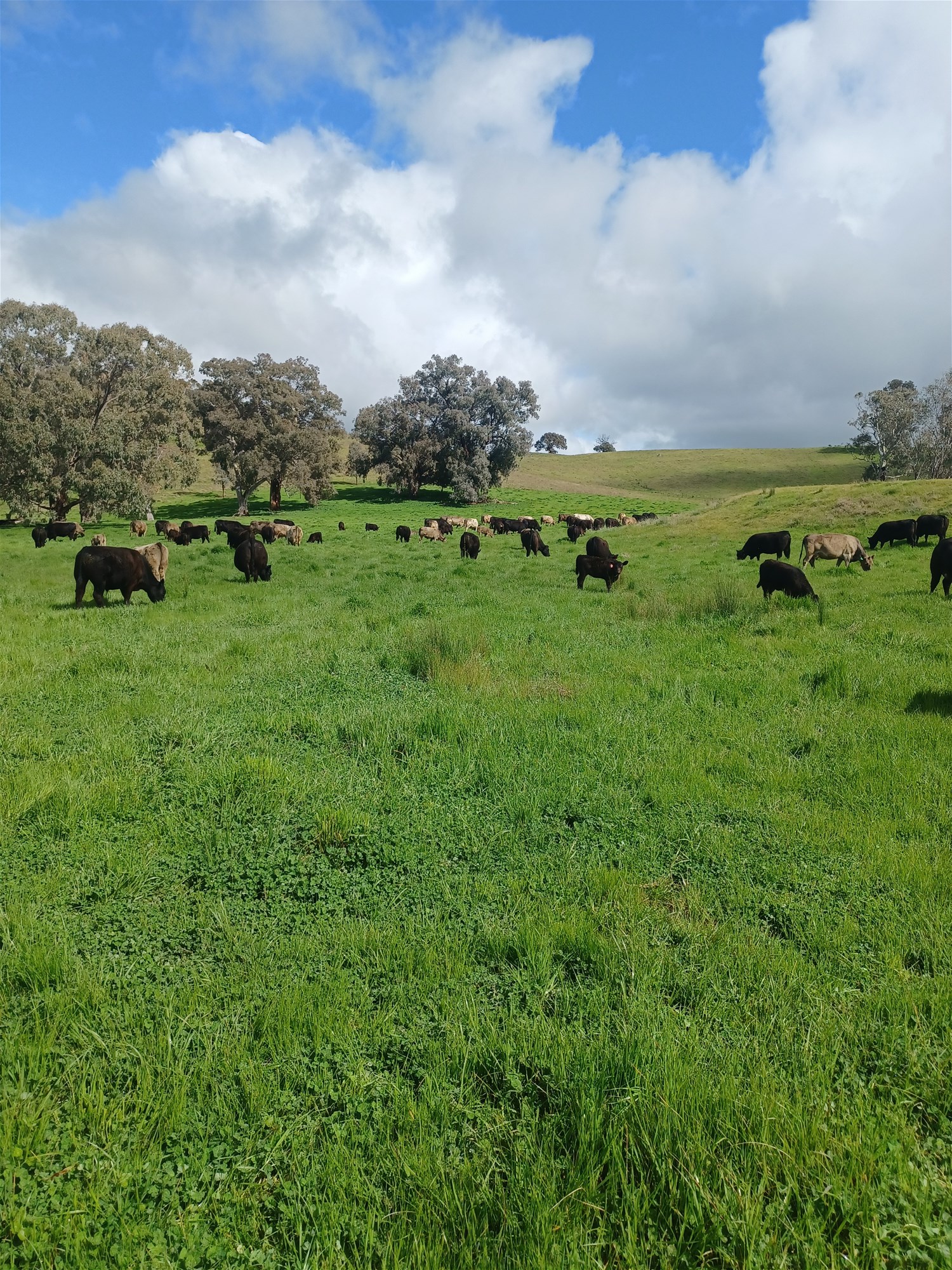 3924 Hume Highway, Tarcutta For Sale by Farmbuy.com - image 33